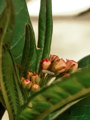 Danaus erippus