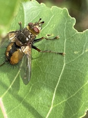 Tachina fera