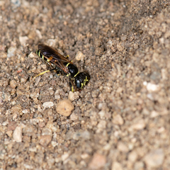 Philanthus lepidus