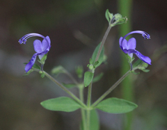 Trichostema dichotomum