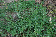 Polygonum arenastrum
