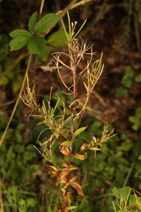 Epilobium tetragonum