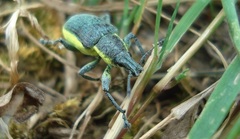 Chlorophanus viridis