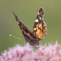 Vanessa virginiensis