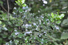 Ilex aquifolium
