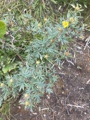 Dasiphora fruticosa