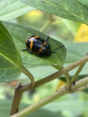 Labidomera clivicollis