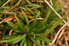 Androsace adfinis