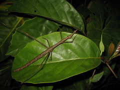 Proscopiidae