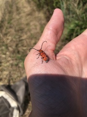 Tetraopes femoratus
