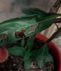 Danaus erippus