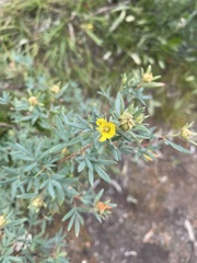 Dasiphora fruticosa