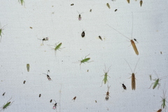 Trigonotylus caelestialium