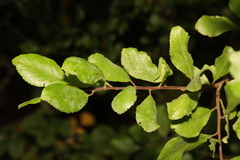 Prunus spinosa