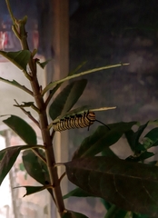 Danaus erippus