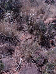 Aristida diffusa