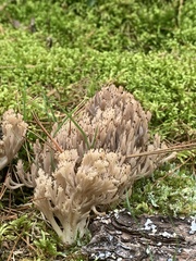 Clavulina coralloides