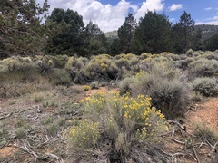 Ericameria nauseosa bernardina