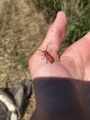 Tetraopes femoratus