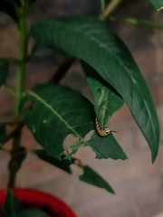 Danaus erippus