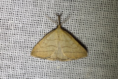 Polypogon tentacularia