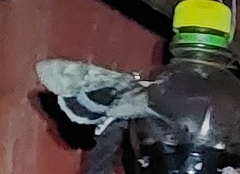 Catocala fraxini