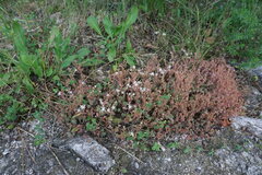 Sedum pallidum