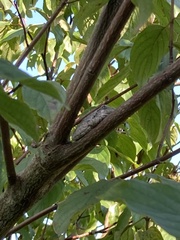 Hyla chrysoscelis