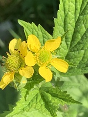 Geum macrophyllum