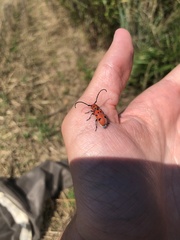 Tetraopes femoratus