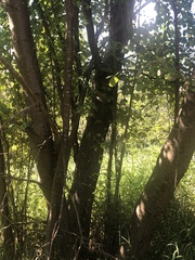 Betula occidentalis