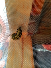 Danaus erippus