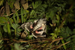 Catocala nupta