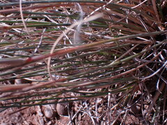 Aristida diffusa
