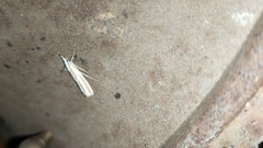 Catoptria fulgidella