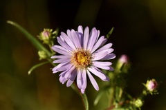 Symphyotrichum boreale