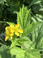 Geum macrophyllum