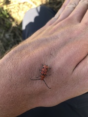 Tetraopes femoratus