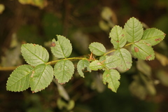 Rosa canina