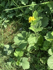 Geum macrophyllum