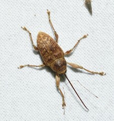 Curculio