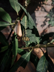 Danaus erippus