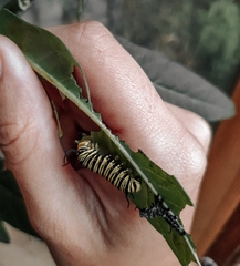 Danaus erippus