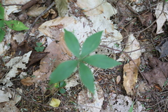 Medeola virginiana
