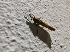 Agriphila