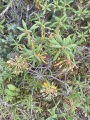 Rhododendron