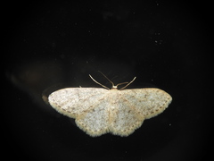 Idaea cervantaria