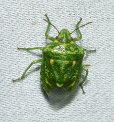 Banasa euchlora