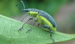 Chlorophanus viridis