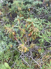 Rhododendron